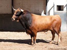 Fatuitono. Toro con el que confirmará Solís esta tarde. (FOTO: Juan Pelegrín/Las-Ventas.com)